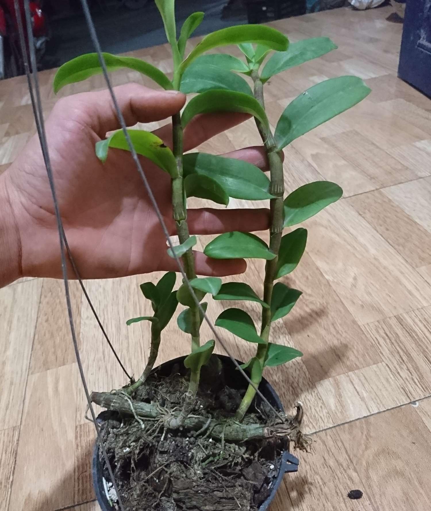 Kie phi điệp hòa bình