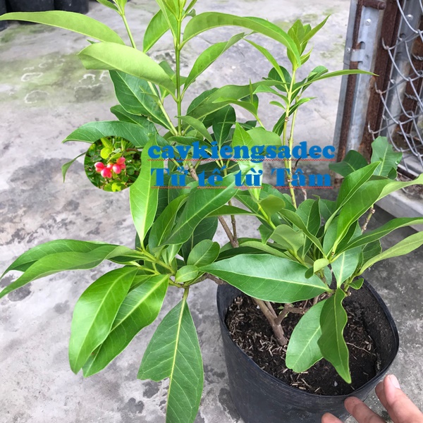 Cây lá vối + tặng phân bón cho cây mau lớn