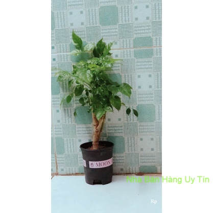 Cây Hạnh Phúc