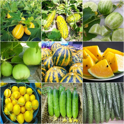 Combo 8 gói hạt giống dưa dễ trồng các loại -