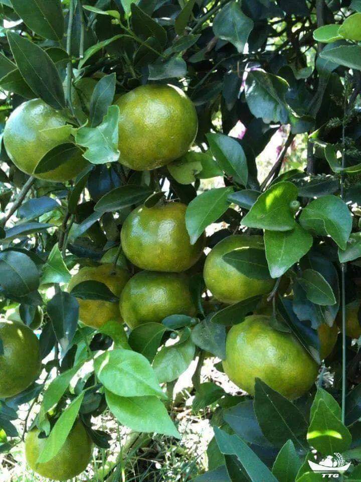 cây giống quýt đường thái lan