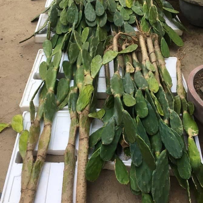 Xương rồng tai thỏ. ( Loại cao 2m )