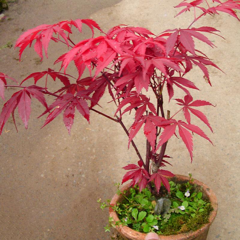 [ SP Mới Về] - Hạt giống phong lá đỏ giá rẻ