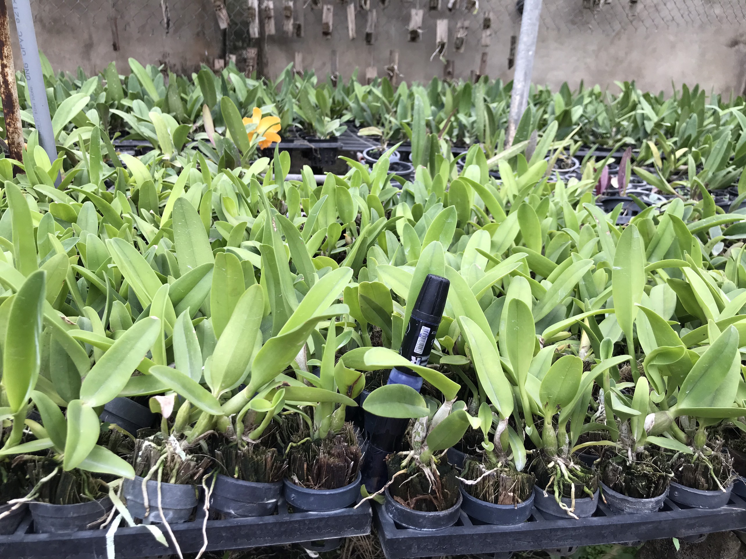 Hoa lan Catt đài Youngmint cây giống