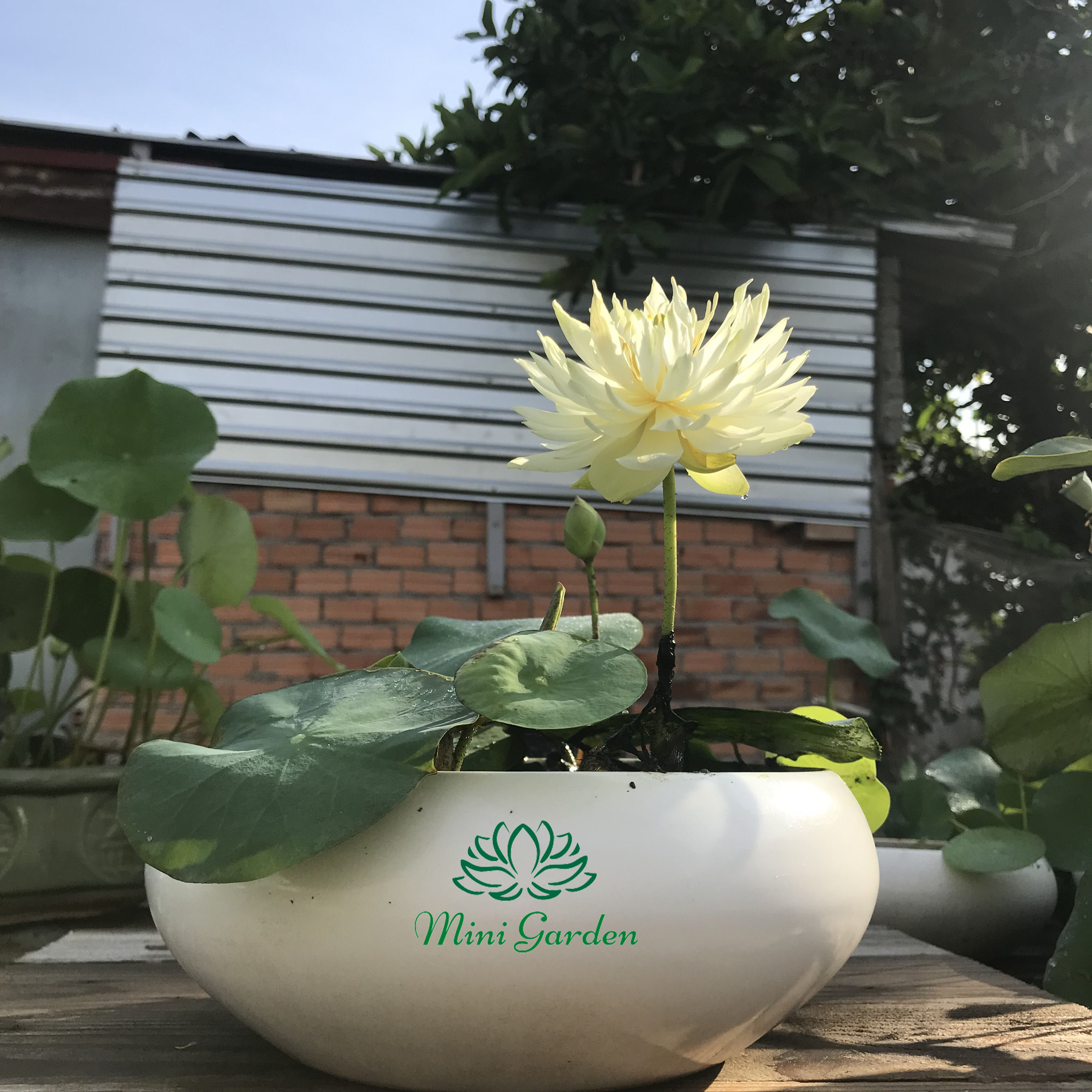 Củ giống hoa sen mini siêu đẹp- Hoa sen mini Mint Sugar