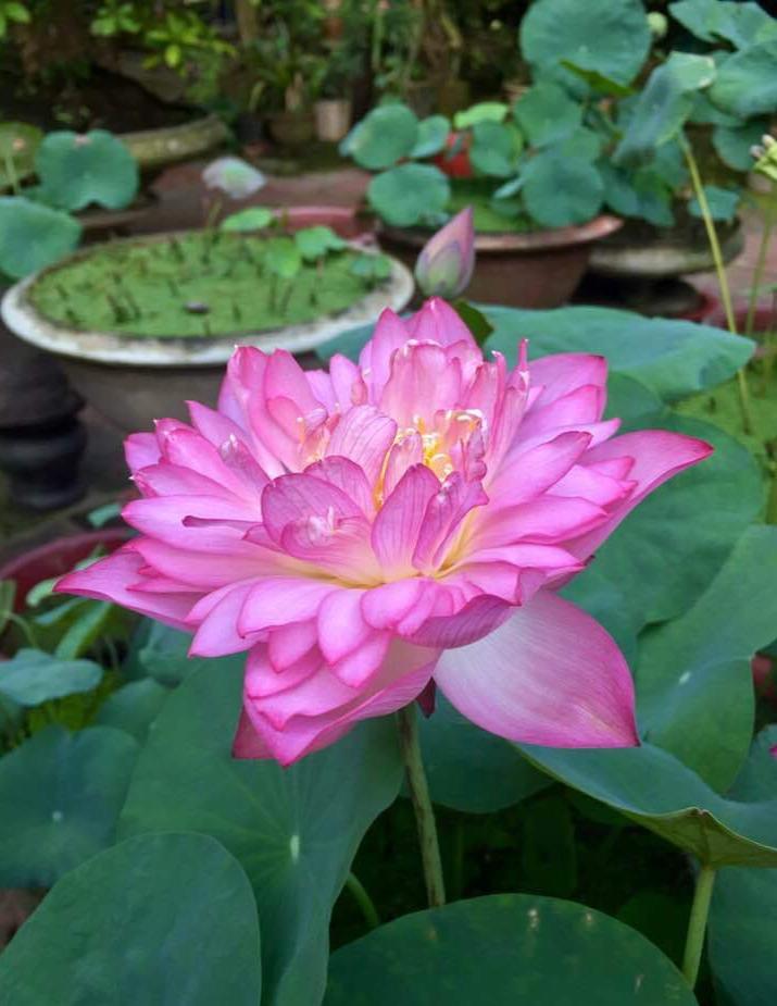 Hạt giống Hoa Sen Cung Đình mix màu (Gói 12 hạt)