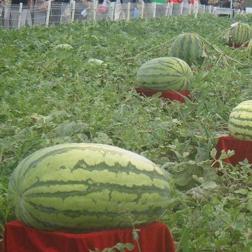 #Hạt Giống Dưa Hấu Khổng Lồ