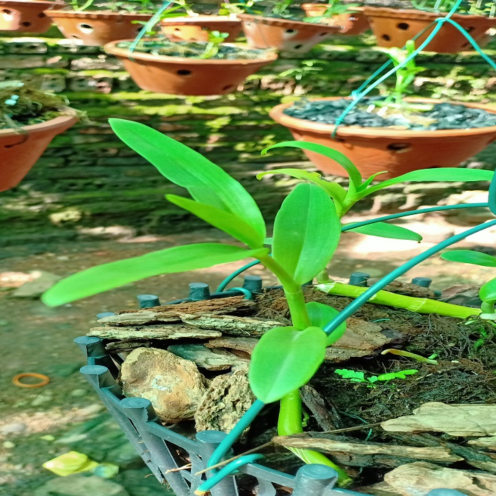 Phi điệp 5ct bảo duy hàng cấy mô