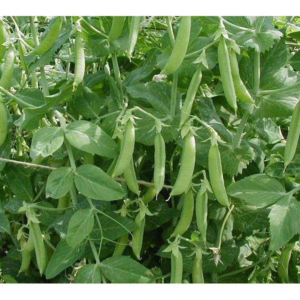 HẠT ĐẬU HÀ LAN - GÓI 20 GRAM