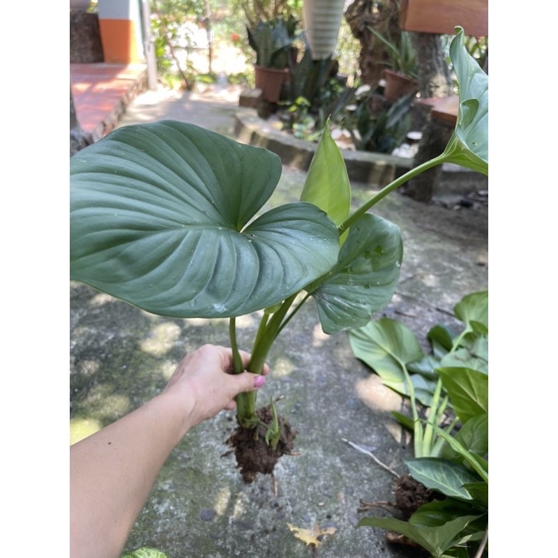Cây trầu bà leo..........