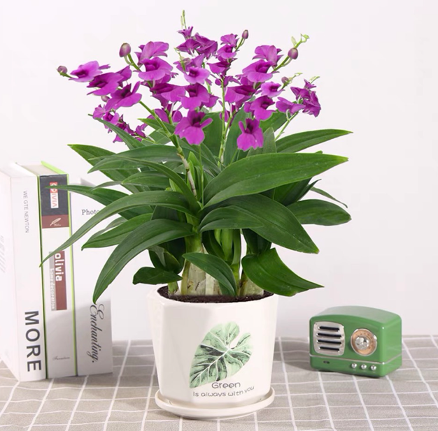 Chậu trồng cây size 17cm - kèm đĩa đựng nước