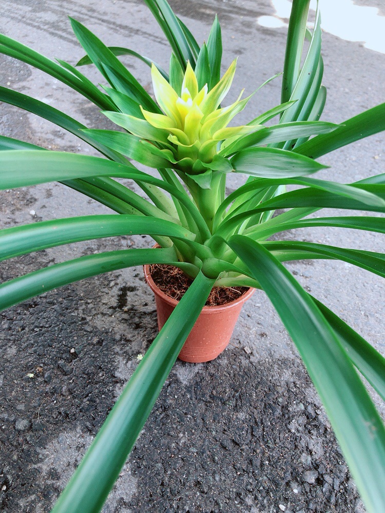 Cây Phát Lộc Hoa Màu Vàng