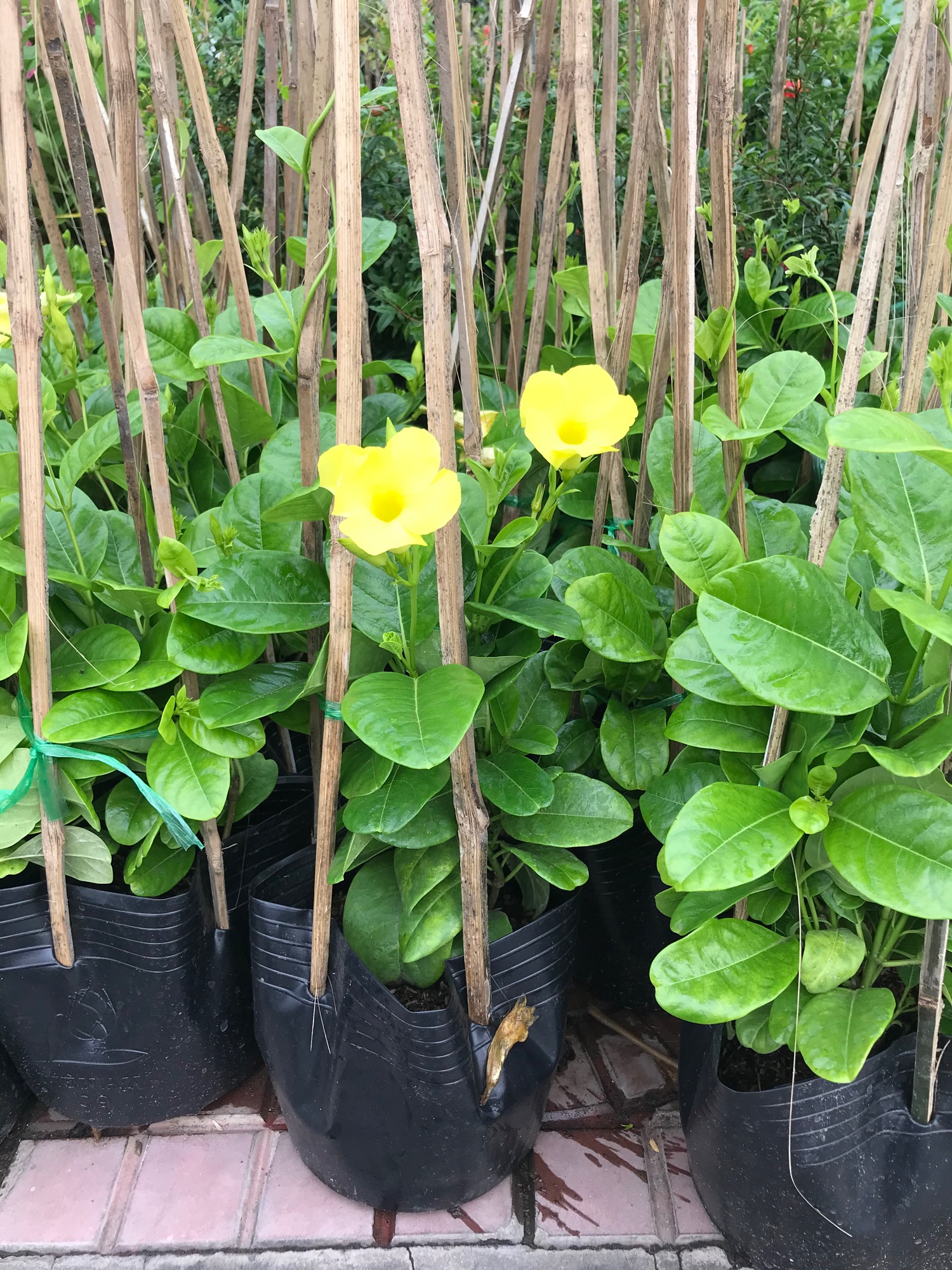 Cây Huỳnh Đệ (Cây leo) - Cây cảnh sân vườn