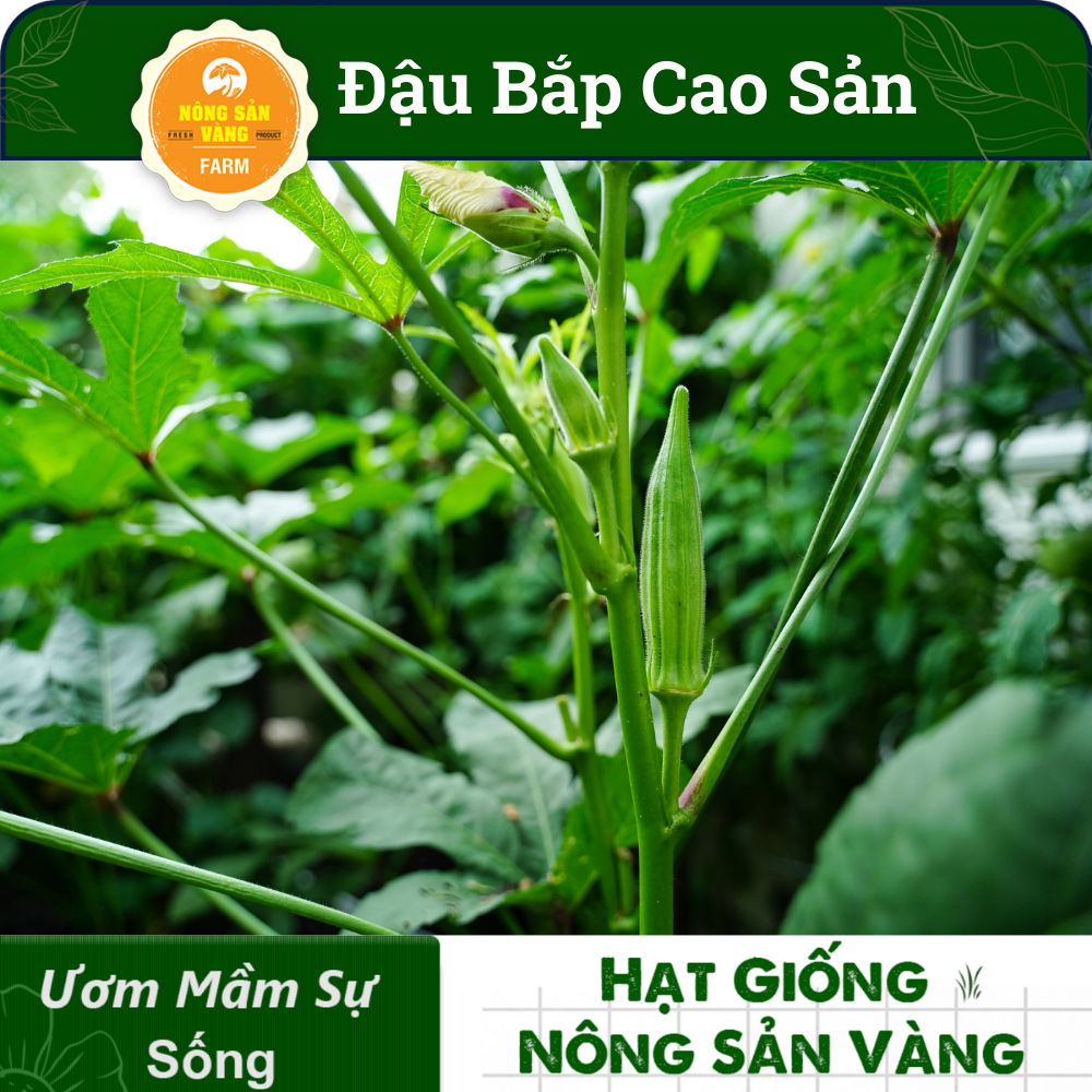 Okra Seed High Output (package 20 grams)-shallow gold