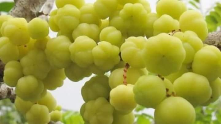 Cây Chùm Ruột Ngọt Siêu Trái