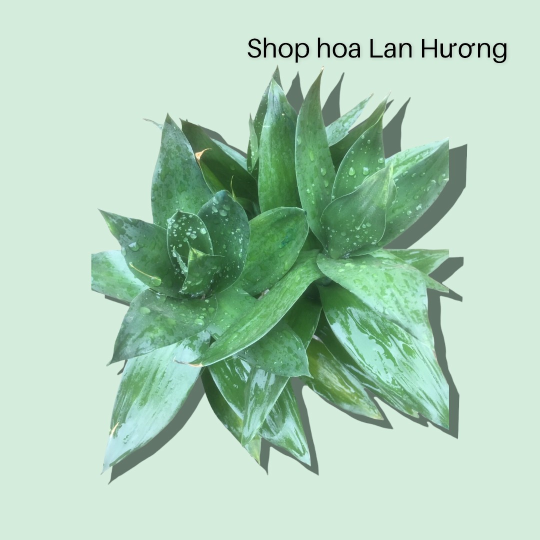 cây phát lộc thủy sinh (cây phát tài búp sen)
