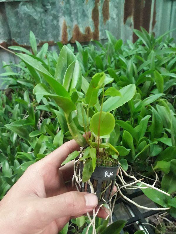 combo 9 loại denro nắng
