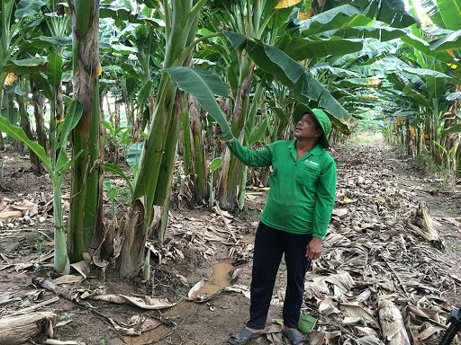 CÂY CHUỐI SÁP GIỐNG