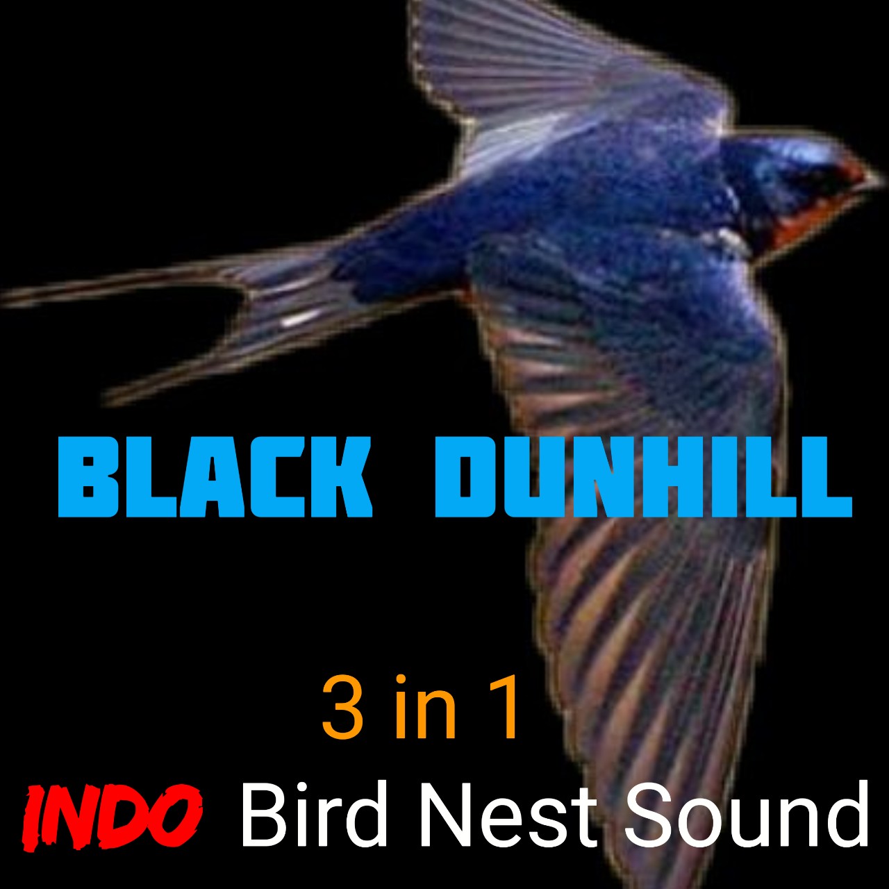 Âm thanh nhà yến 2021 black dunhill - bộ âm hiệu quả cao, thành công vượt trội, đem lại hiệu quả bất ngờ cho 1 nhà cim yến hoàn hảo