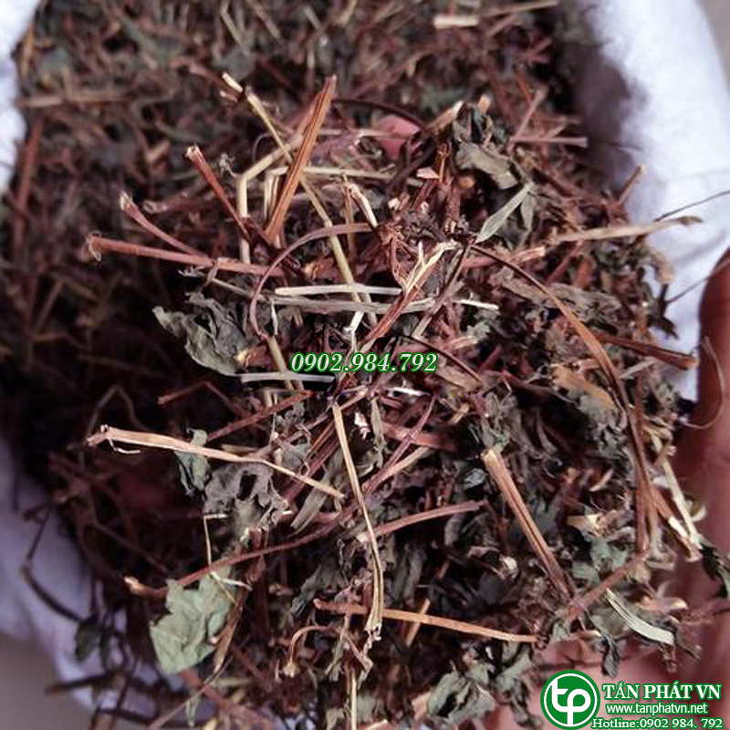 [HOT] Cây bọ mắm sấy khô 500g cao cấp - Thảo Dược Tấn Phát