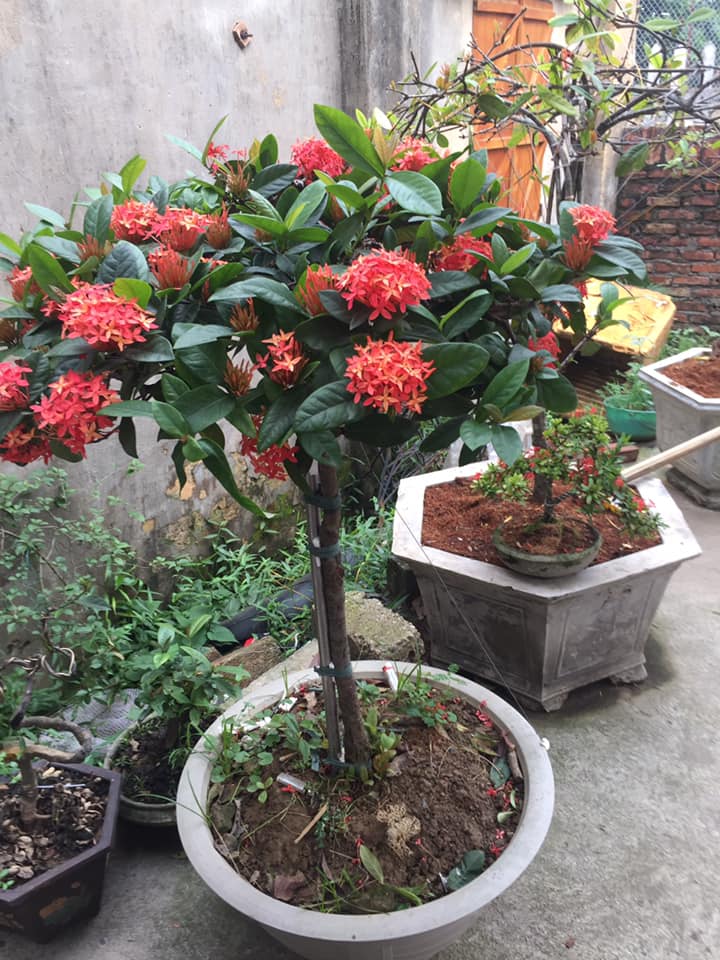 cây mẫu đơn mỹ hoa đỏ hoa hồng