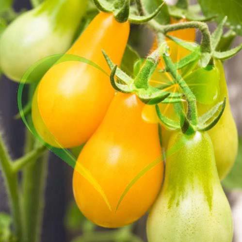 Hạt giống cà chua lê vàng - gói 0,1 gram