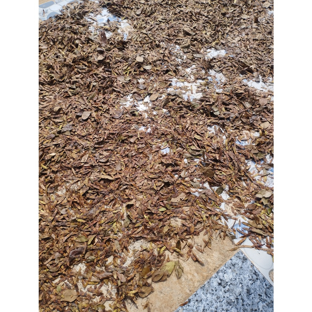 Quả Trắc Đỏ giống, trồng rừng - 100 gram