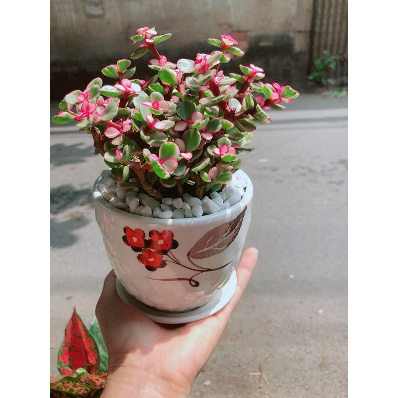 [HCM]Chậu Cây Cành Vàng Lá Ngọc