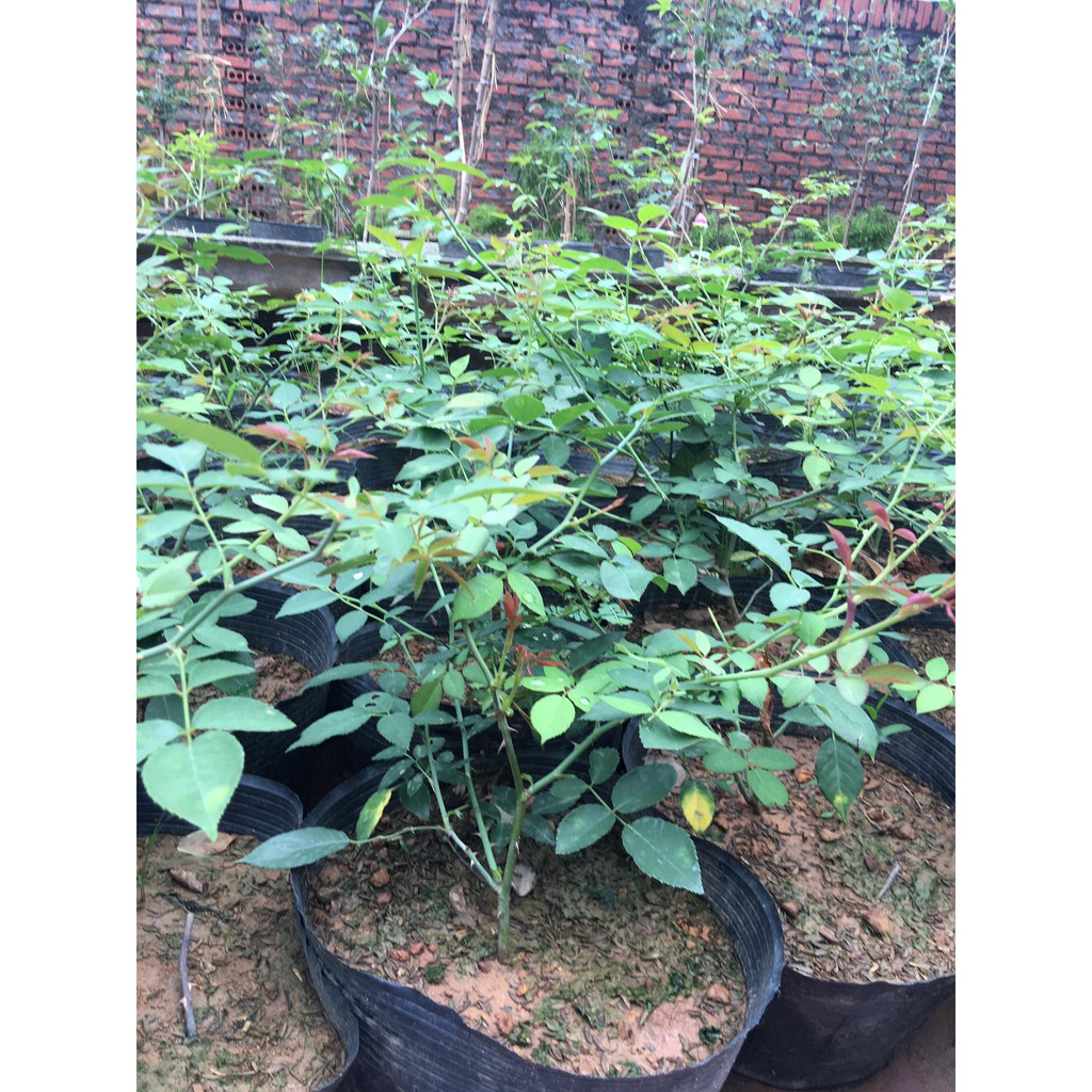 Combo 3 hoa hồng cổ Sapa bầu đất (cây bánh tẻ )