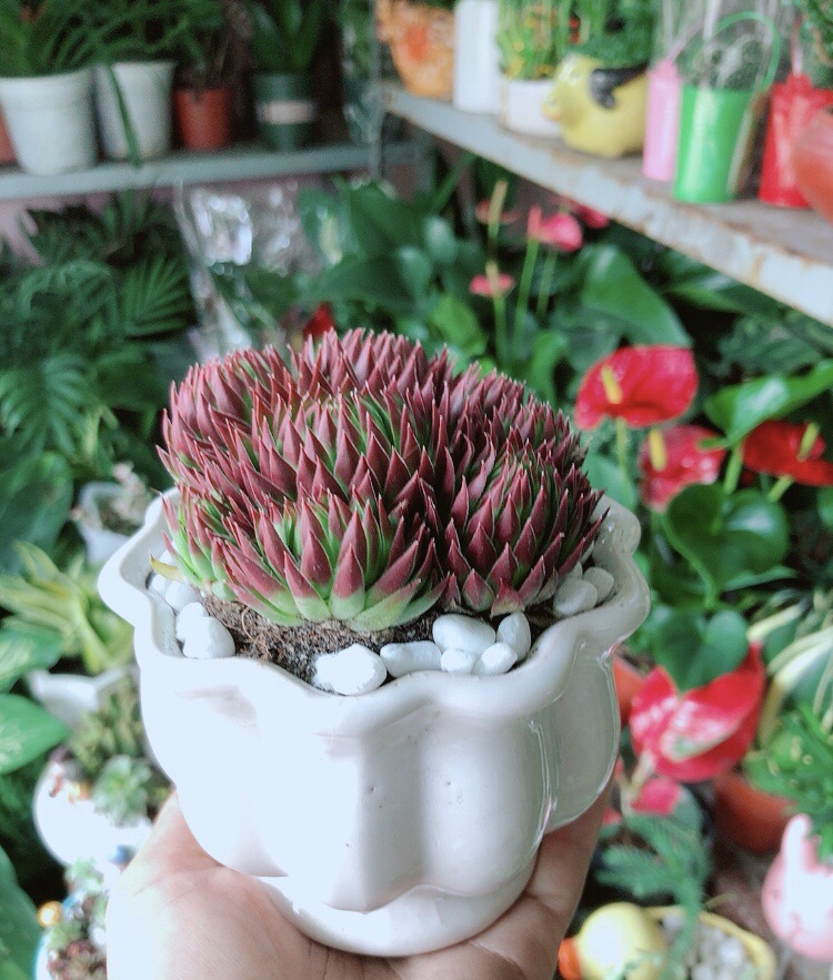Chậu Sen Phật Bà Đỏ