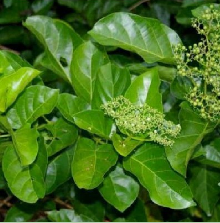 Hạt giống cây lá cách - Gói 20 hạt