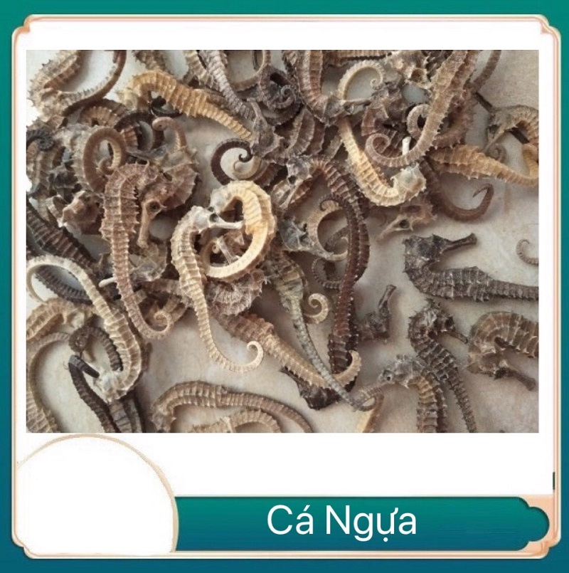 CÁ NGỰA KHÔ SIZE TỪ 11cm - 12cm