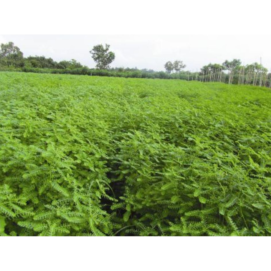 Cây giống Hạ Diệp Châu ( 3 cây chó đẻ răng cưa)