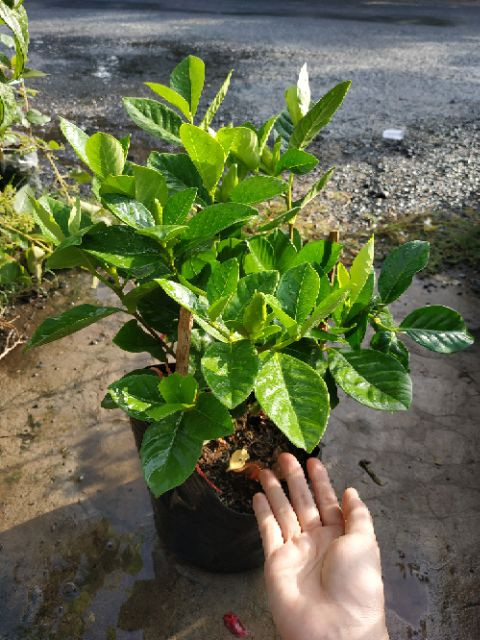 [Cây giống hoa] bạch thiên hương - CayGiongTot
