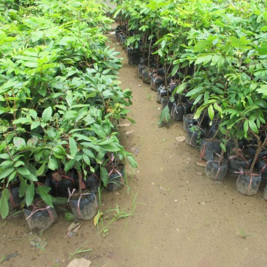 Cây NHÃN KHÔNG HẠT THÁI LAN