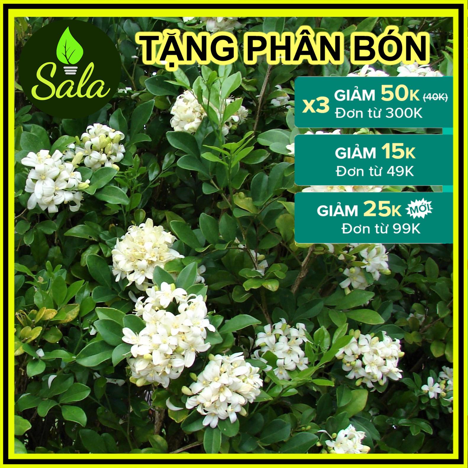 CÂY NGUYỆT QUẾ  HOA THƠM 4 MÙA