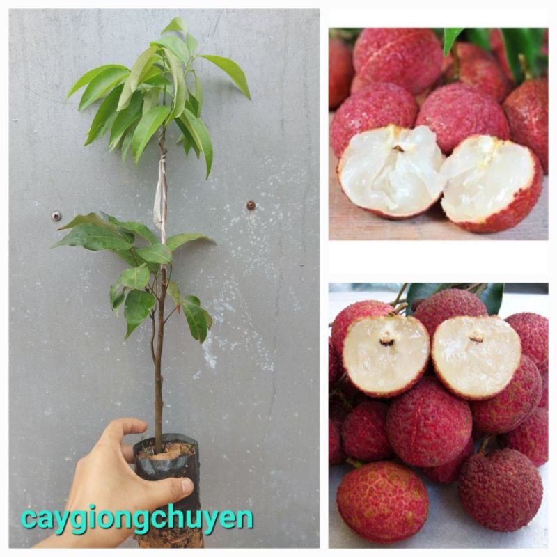 Vải không hạt cây ghép