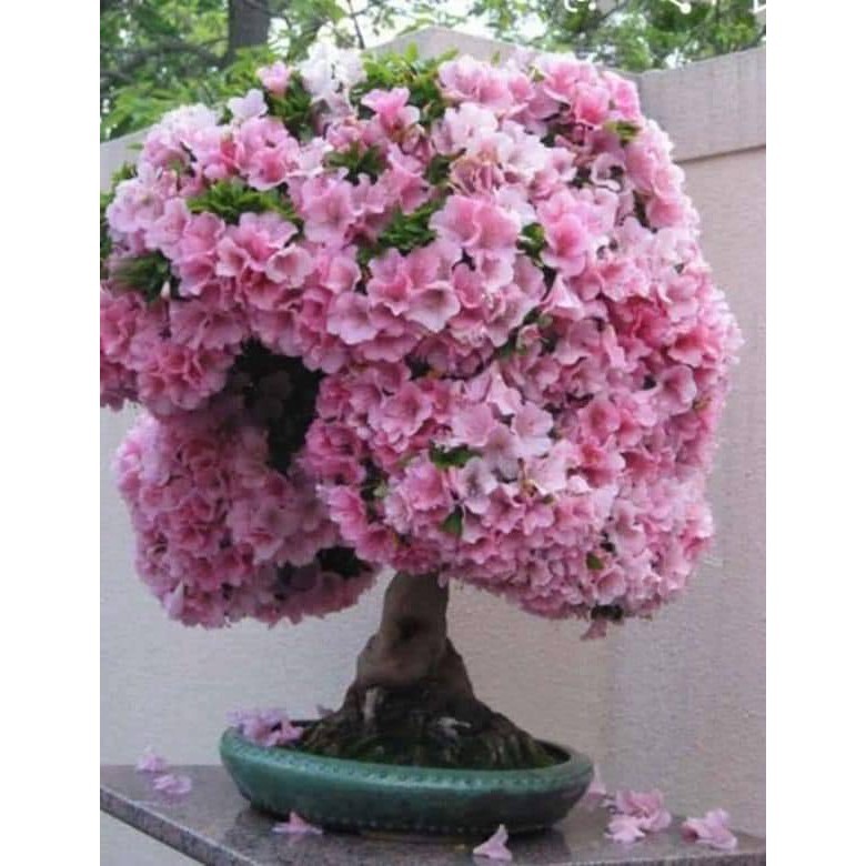 Hoa đỗ quyên nhật tặng 2 cây chè xanh