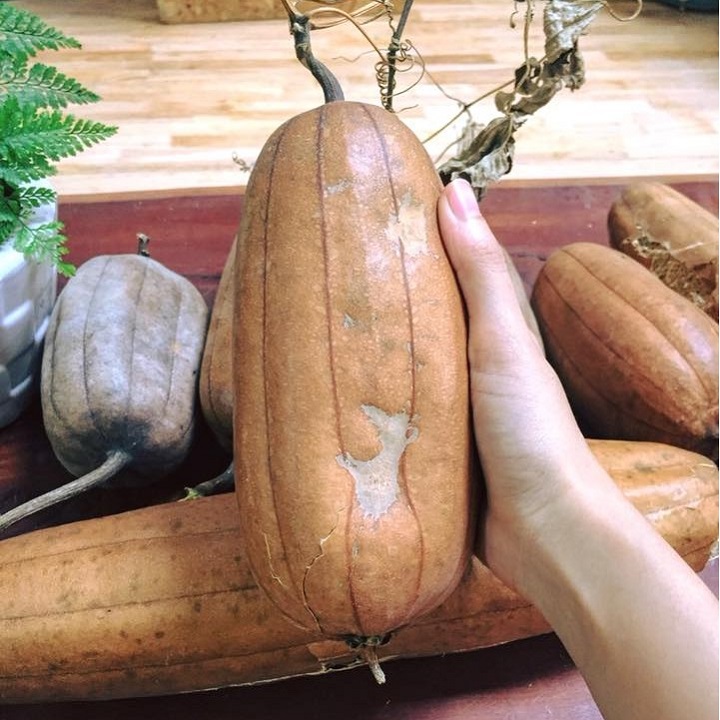(Vi Lam) Loofah Back Scrub Belt (Back Scrub Belt, Bath Sponge) 80cm Long with String Helps Exfoliate Skin Safe for Skin Koshka Home
