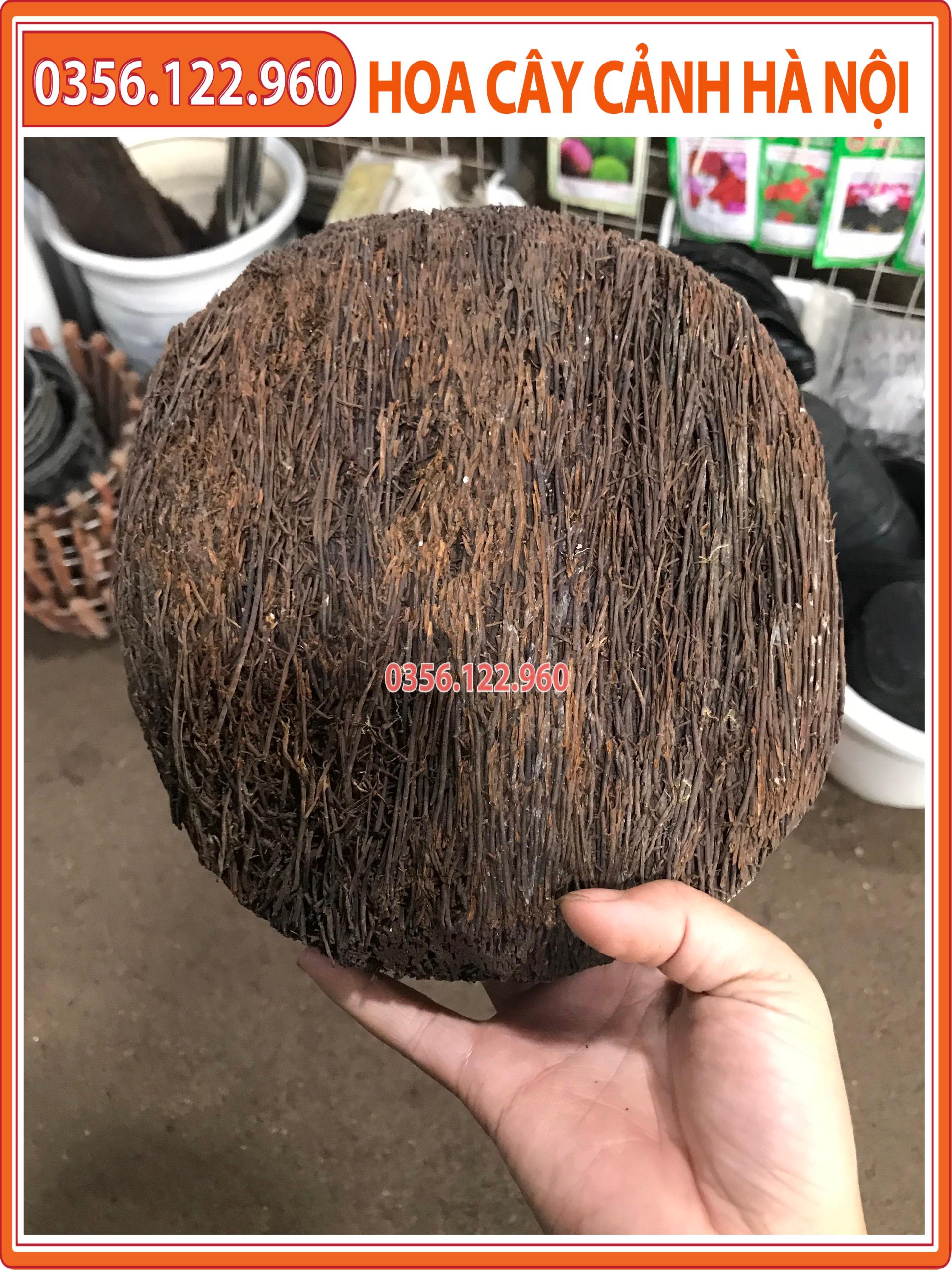 Bộ 5 dớn đĩa trồng lan