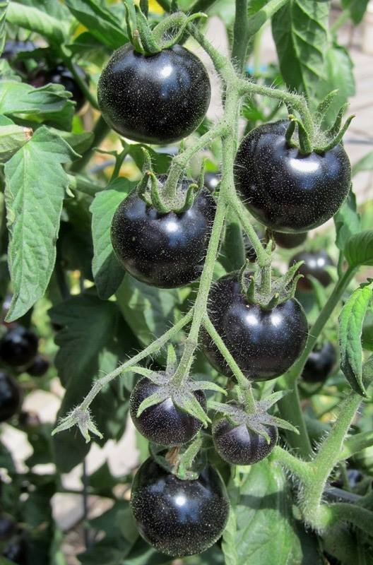 American Black Tomato Seeds 10 Seeds/Pack (Free Stimulation Package to Support Seed Germination)