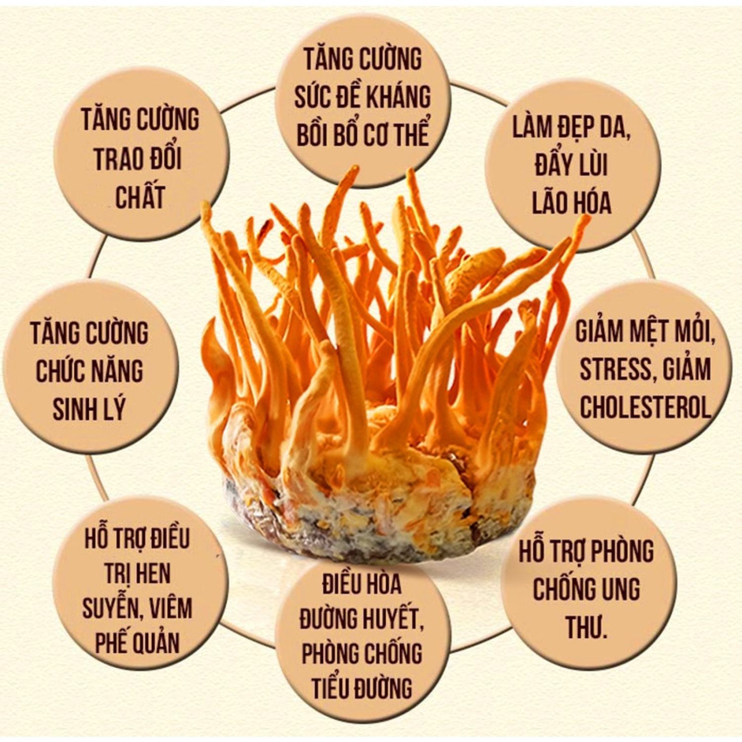 [100gram] Hoa Đông Trùng Hạ Thảo Sấy Khô