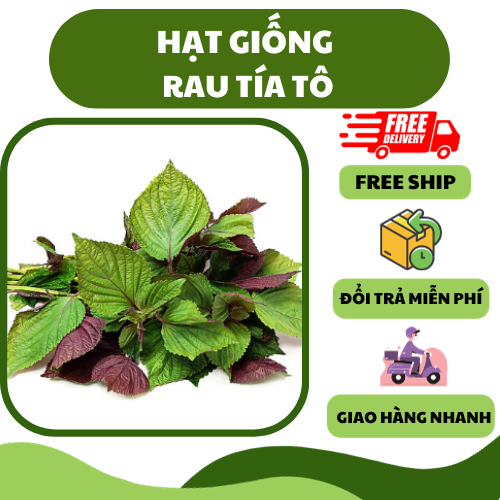 Hạt giống rau tía tô - thơm ngon, tốt cho sức khoẻ, trồng quanh năm