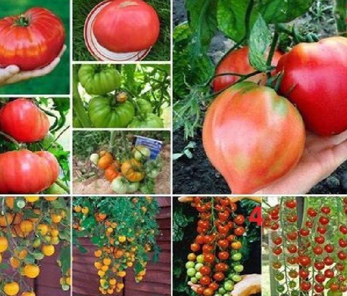 Combo 4 gói cà chua các loại - ( cà chua khổng lồ - cà chua trái tim - bi dây đỏ và vàng )