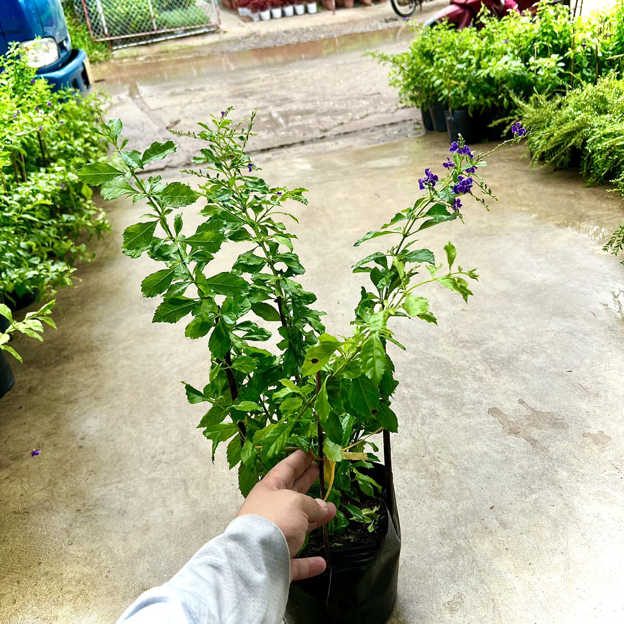 Cây chuỗi ngọc thái đang hoa