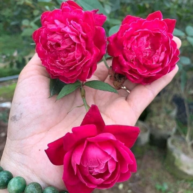 Cây hoa hồng quế cổ- bầu cây giống