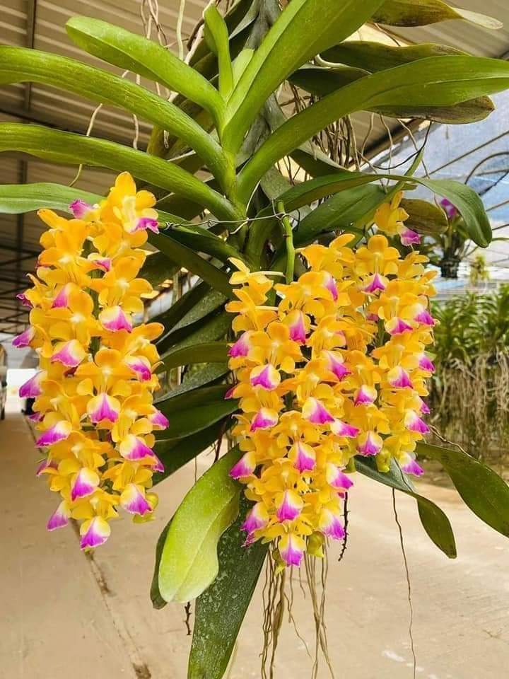 HOA LAN NHẠN GIỐNG THÁNG 4