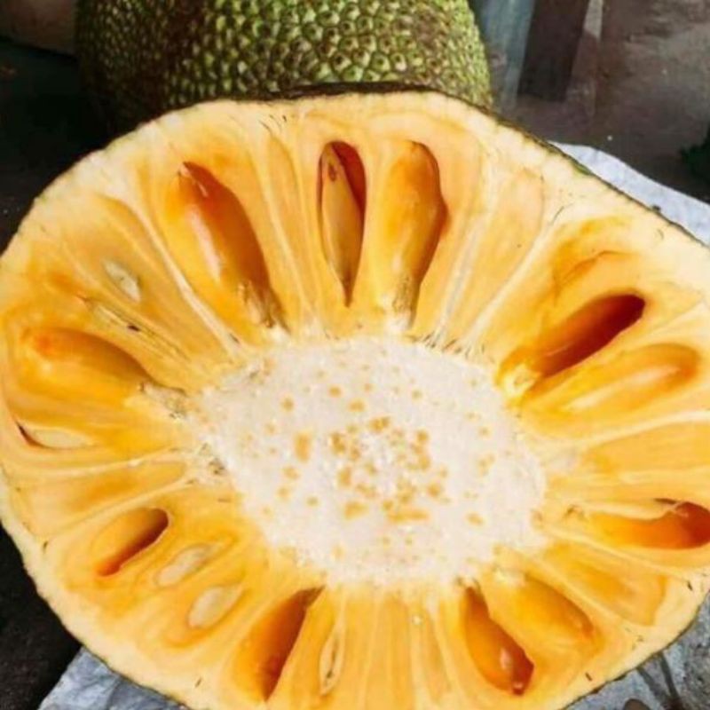 Cây mít nghệ