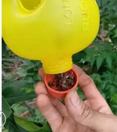 Lồng bẫy ruồi vàng đục trái làm thối quả lá hoa lan cây trồng (hỗ trợ vc)