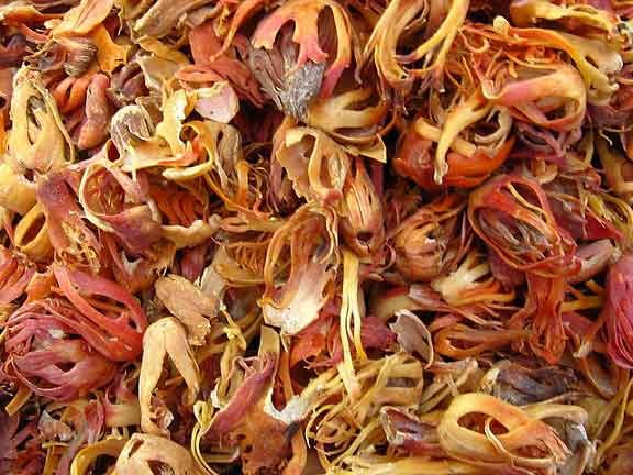 Vỏ nhục đậu khấu - Mace - Javittri